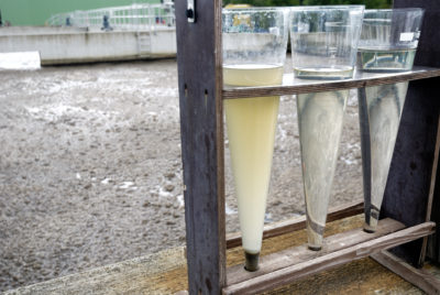 Artemisia - micro-organismes